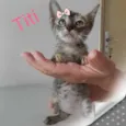 Titi