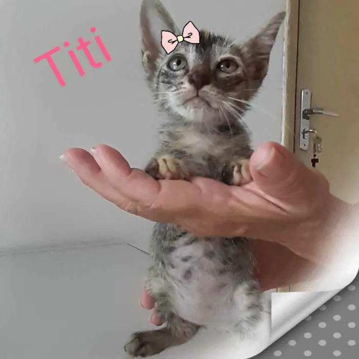 Gato raça Comum idade 2 a 6 meses nome Titi