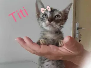 Gato raça Comum idade 2 a 6 meses nome Titi