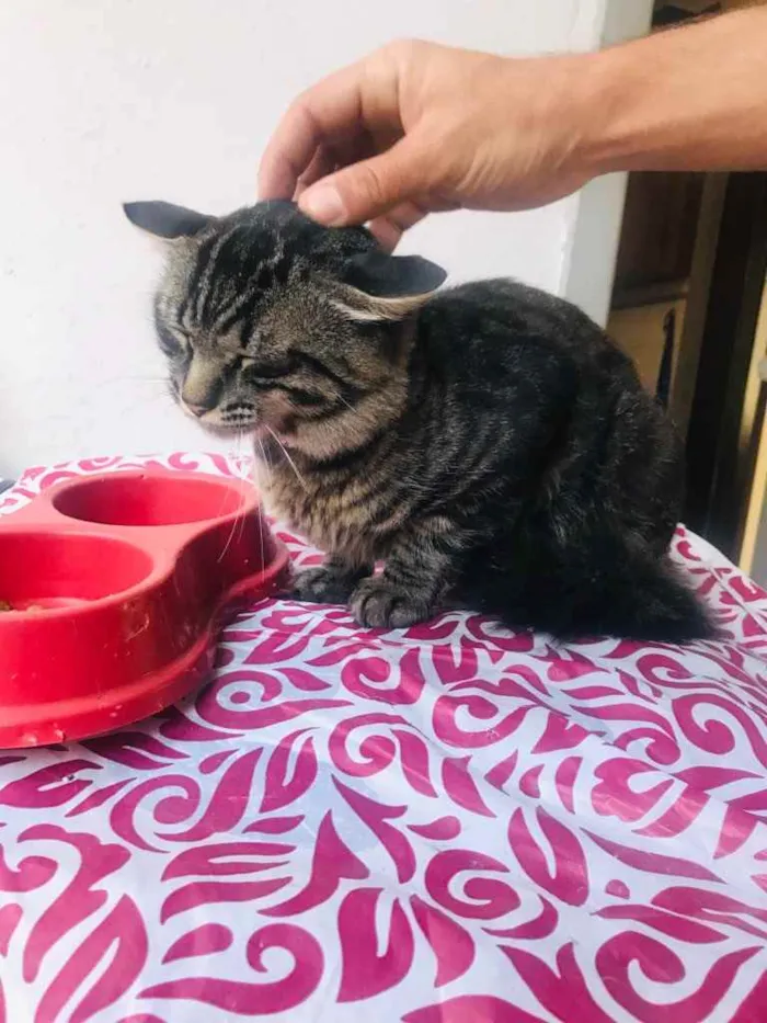 Gato raça Sem raça  idade 1 ano nome Lyon