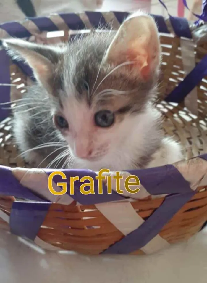 Gato raça Comum idade 2 a 6 meses nome Grafite