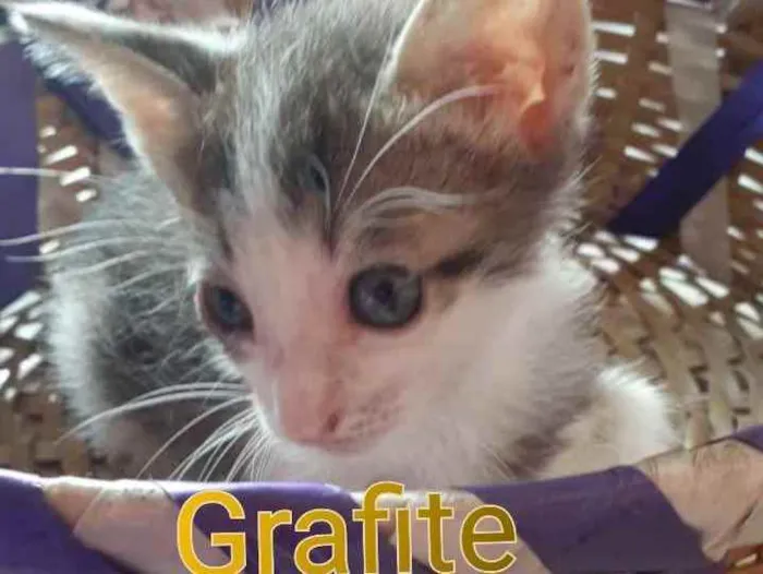 Gato raça Comum idade 2 a 6 meses nome Grafite