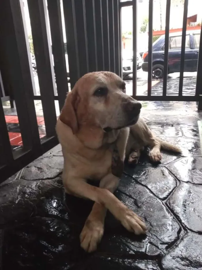 Cachorro ra a Labrador idade 4 anos nome Sem Nome