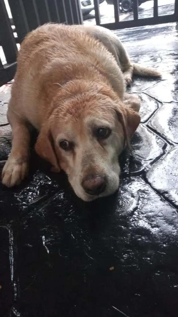 Cachorro ra a Labrador idade 4 anos nome Sem Nome