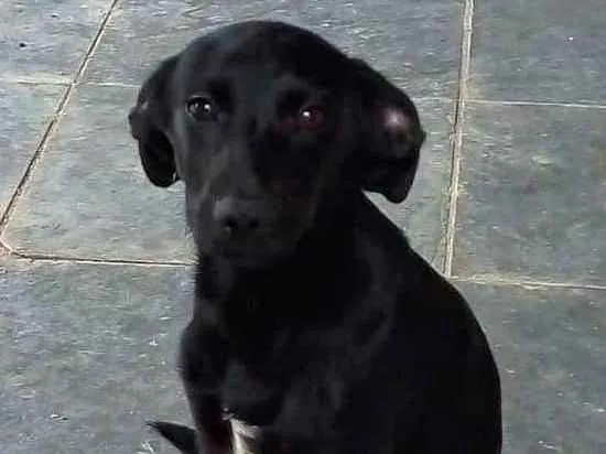 Cachorro ra a SRD idade 7 a 11 meses nome Pretinho