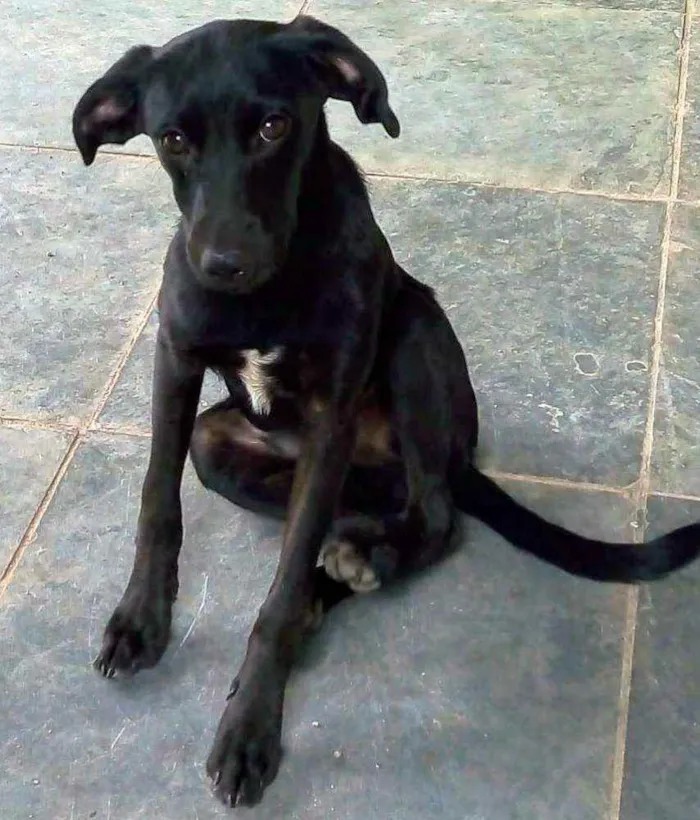 Cachorro ra a SRD idade 7 a 11 meses nome Pretinho