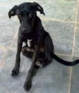 Pretinho