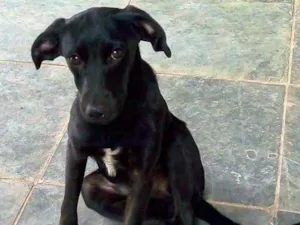 Cachorro raça SRD idade 7 a 11 meses nome Pretinho
