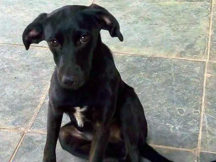 Cachorro ra a SRD idade 7 a 11 meses nome Pretinho