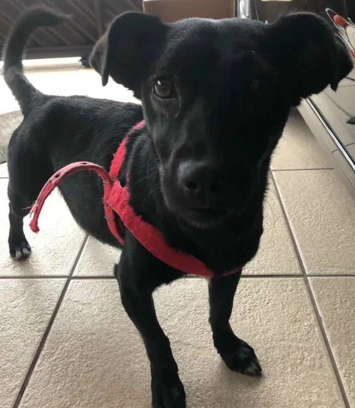Cachorro ra a SRD idade 1 ano nome Pretinha 