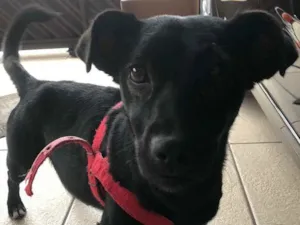 Cachorro raça SRD idade 1 ano nome Pretinha 