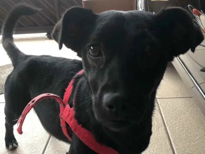 Cachorro ra a SRD idade 1 ano nome Pretinha 