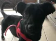 Pretinha