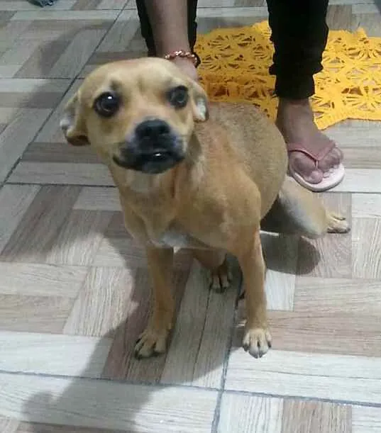Cachorro raça  idade 7 a 11 meses nome Cacau