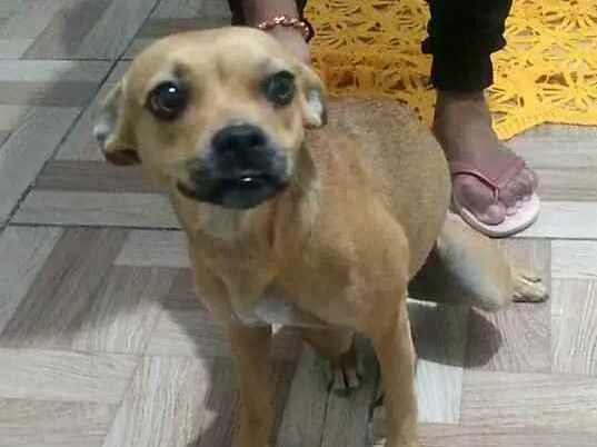 Cachorro raça  idade 7 a 11 meses nome Cacau