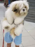 Buddy