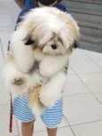 Buddy