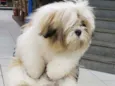 Buddy
