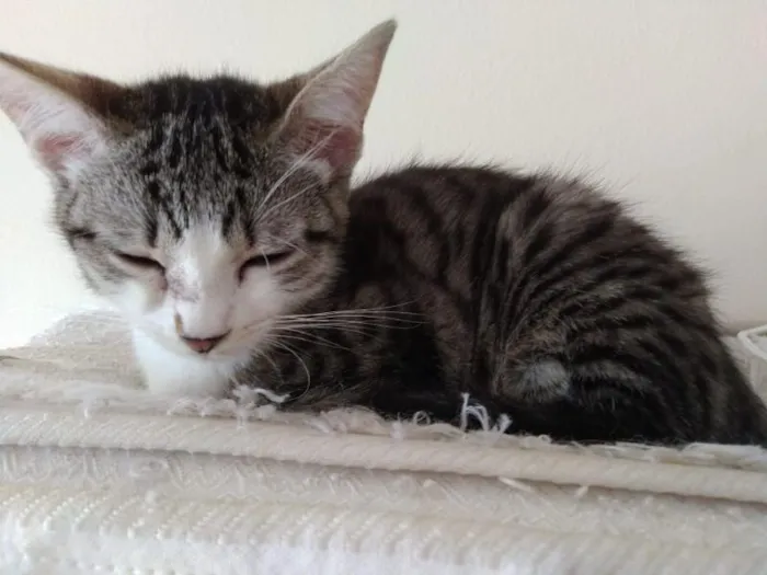 Gato raça SRD-ViraLata idade 2 a 6 meses nome Narcisa