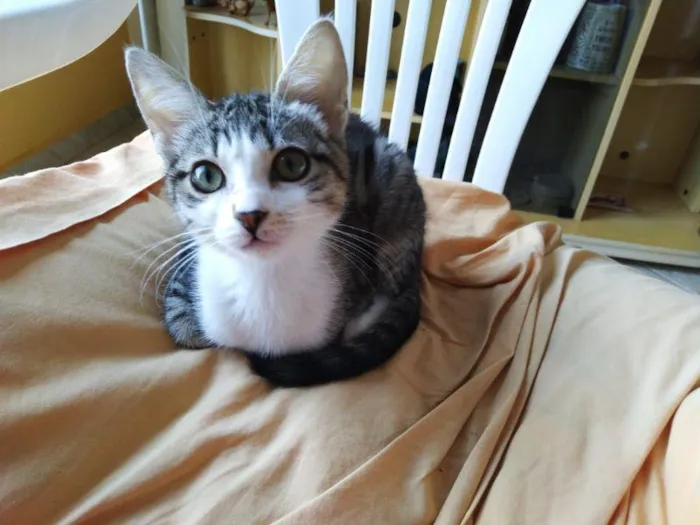 Gato raça SRD-ViraLata idade 2 a 6 meses nome Narcisa