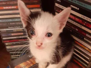 Gato raça Comum idade 2 a 6 meses nome Pandinha