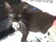 Panterinha