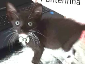 Gato raça Comum idade 2 a 6 meses nome Panterinha