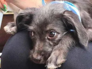 Cachorro raça Brasileira idade Abaixo de 2 meses nome Sem nome