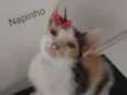 Napinho