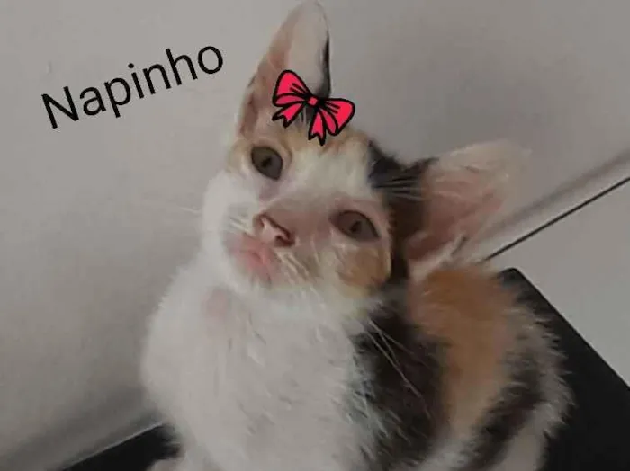 Gato raça Comum idade 2 a 6 meses nome Napinho