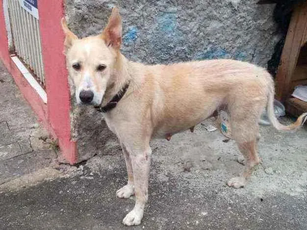Cachorro ra a SRD idade  nome Mel