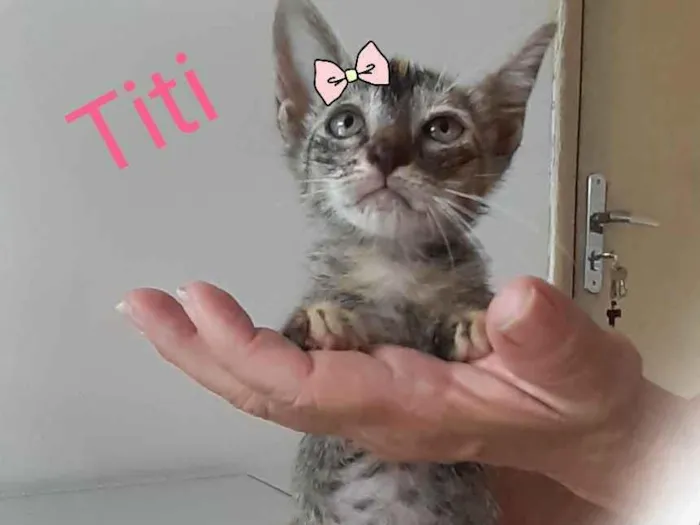 Gato raça Comum idade 2 a 6 meses nome Titi