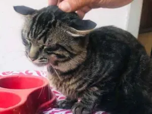 Gato raça Sem raça  idade 1 ano nome Lyon