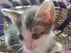 Gato raça Comum idade 2 a 6 meses nome Grafite