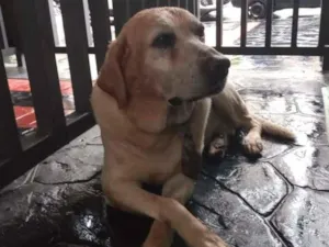 Cachorro raça Labrador idade 4 anos nome Sem Nome