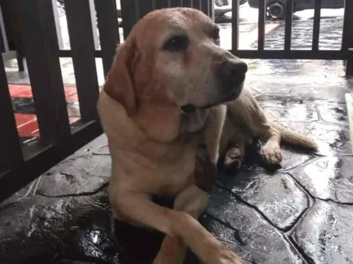 Cachorro ra a Labrador idade 4 anos nome Sem Nome