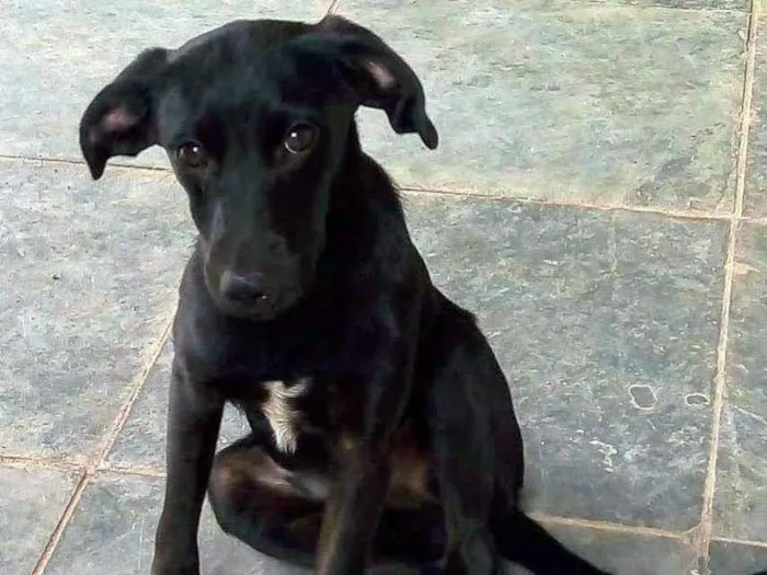 Cachorro ra a SRD idade 7 a 11 meses nome Pretinho