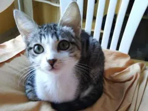Gato raça SRD-ViraLata idade 2 a 6 meses nome Narcisa