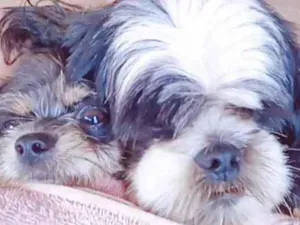 Cachorro raça  Shih-tzu e viralata idade 1 ano nome Fofinha e malu