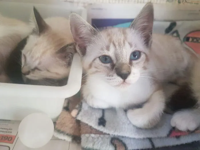 Gato raça SRD-ViraLata idade 2 a 6 meses nome Vanessa 