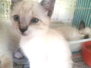Gato raça SRD-ViraLata idade 2 a 6 meses nome Vivian