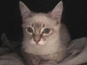 Gato raça SRD-ViraLata idade  nome Kitty