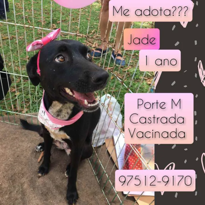 Cachorro raça SRD idade 1 ano nome Jade