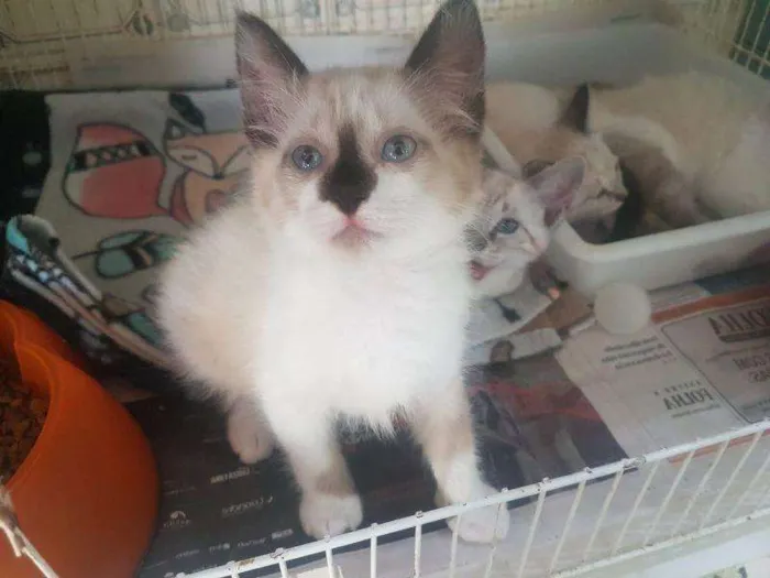 Gato raça SRD-ViraLata idade 2 a 6 meses nome Victor