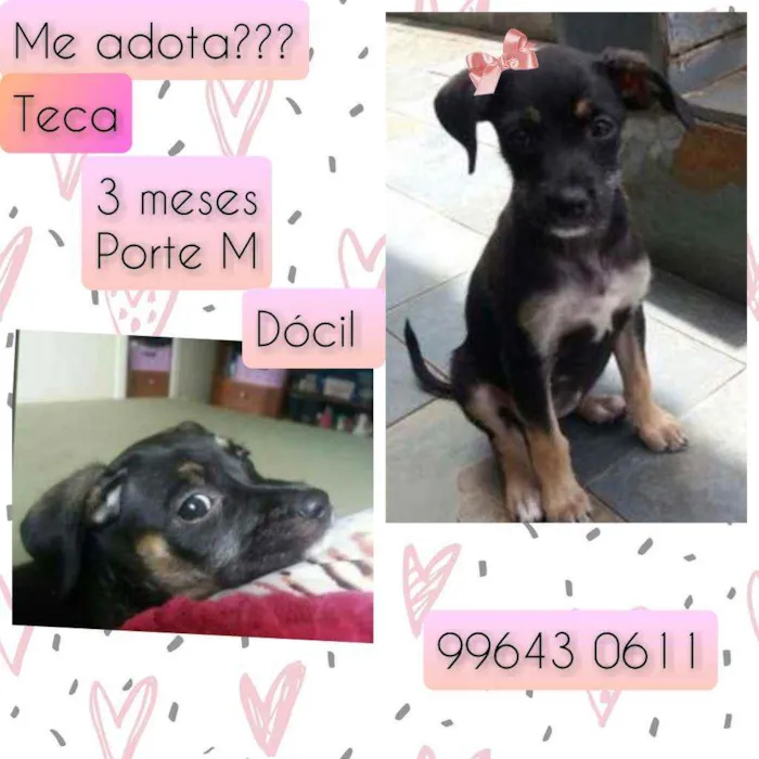 Cachorro raça SRD idade 2 a 6 meses nome Teca