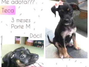 Cachorro raça SRD idade 2 a 6 meses nome Teca