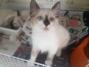 Gato raça SRD-ViraLata idade 2 a 6 meses nome Victor