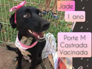 Cachorro raça SRD idade 1 ano nome Jade