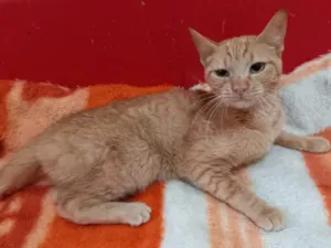 Gato raça SRD-ViraLata idade 7 a 11 meses nome Zelda