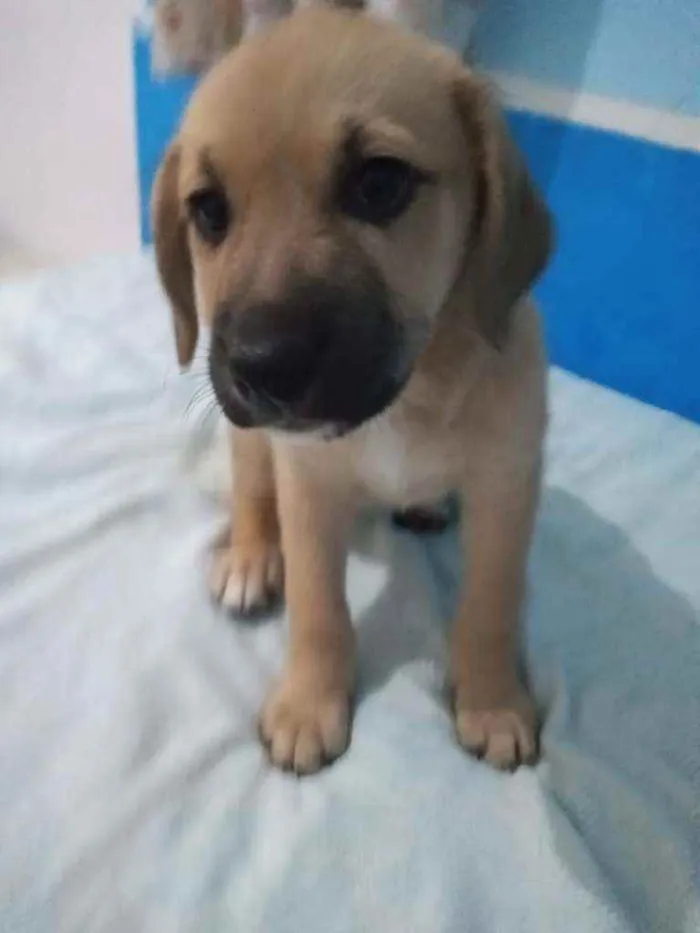 Cachorro raça RND idade 2 a 6 meses nome Maria